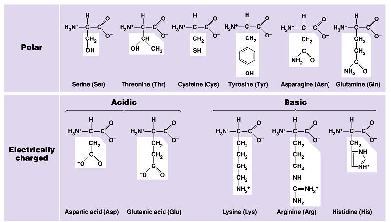 Classes of amino acids What do these amino acids have in common? I like the polar ones the best!
