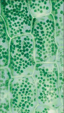 nucleus central vacuole chloroplast cell wall plasma