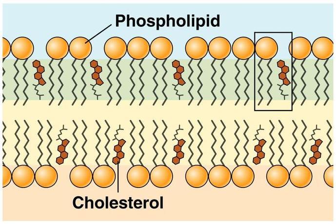 Cholesterol Stabilizes the cell membrane Maintains fluidity at
