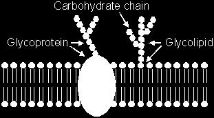 the outside of the cell membrane Glycoprotein: carbohydrate
