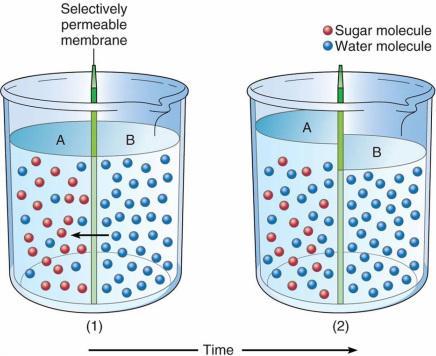 Osmosis Diffusion of water across a selectively permeable membrane Uses specialized channel proteins called
