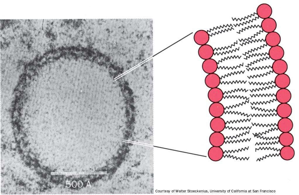 Liposome Closed, self-sealing vesicles that are bounded by a single bilayer Several hundred Å Stable
