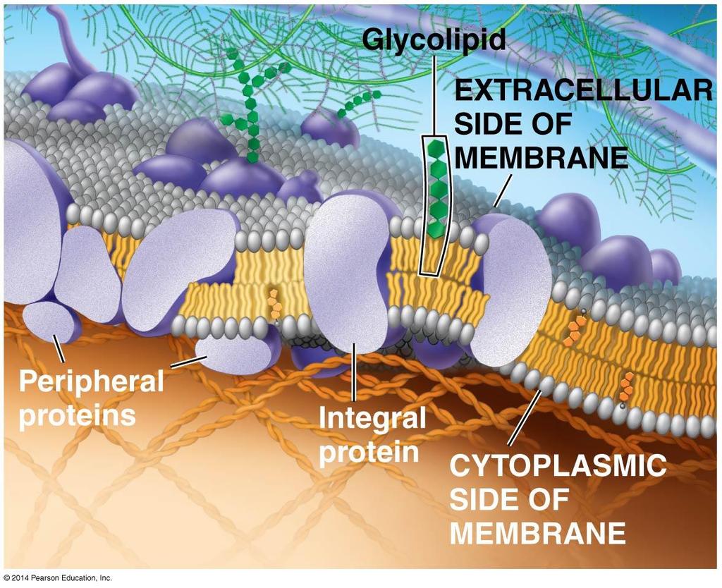 Membrane Structure and Functin: Cellular membranes are fluid msaics f lipids and prteins 7.