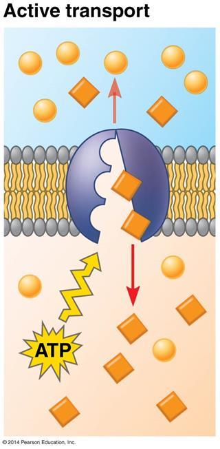 Membrane Structure and Functin: Life at the Edge 7.