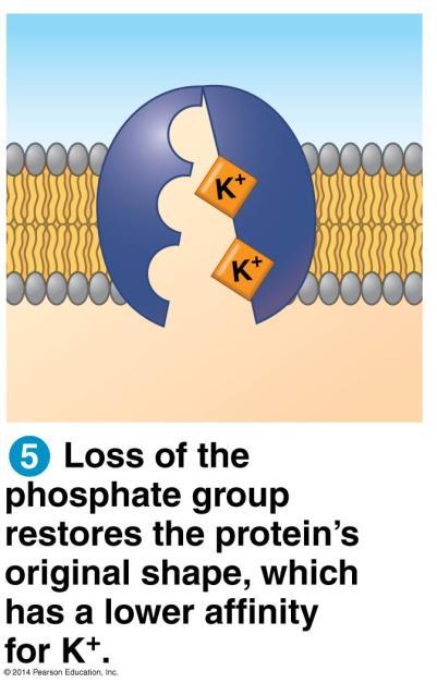 Membrane Structure and Functin: Life at the Edge 7.