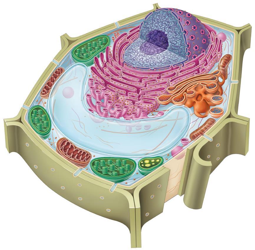 Cell membranes Stef