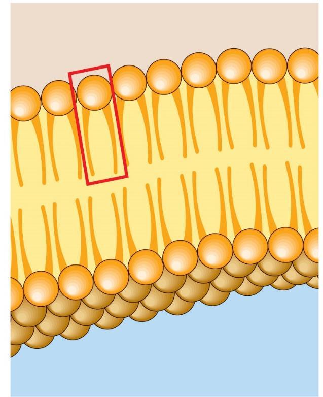 Cell membrane structure Membrane must be very fluid Fluidity adjusted by changing saturation of fatty acid tails More saturated = less fluid