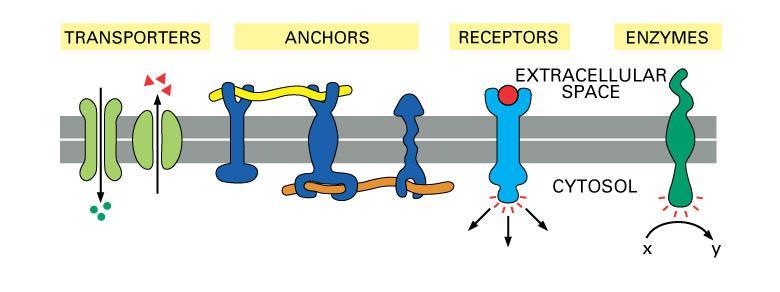 Membrane proteins Proteins = major