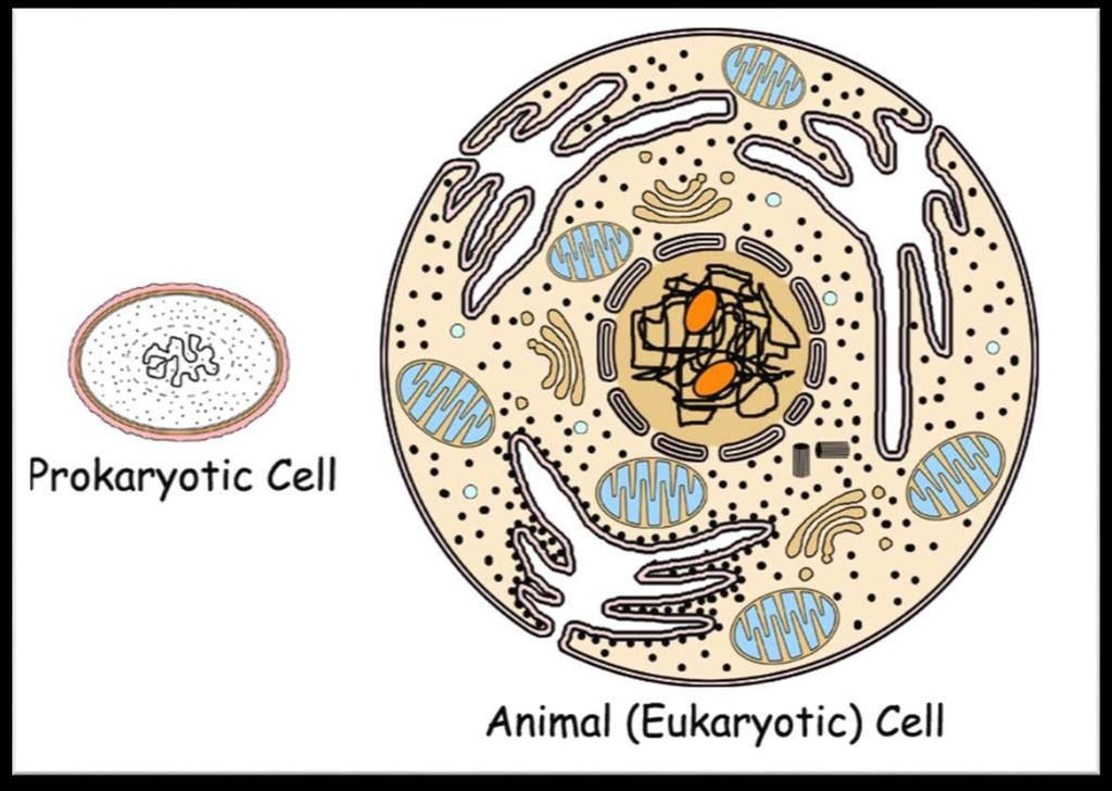 Cell size difference This means eukaryotic