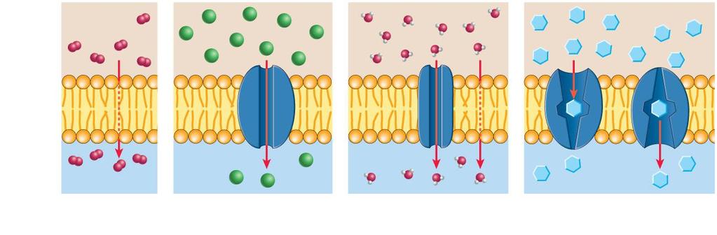 Types of passive transport (diffusion) across membranes (extracellular fluid) O 2 Cl water glucose phospholipid bilayer (cytoplasm) channel protein aquaporin carrier protein (a) Simple diffusion