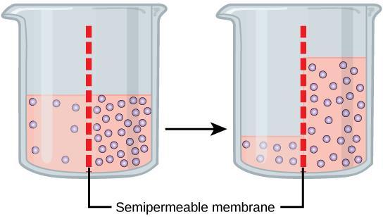Osmosis and Cells Osmosis is the diffusion of water across selectively permeable membranes Water diffuses from a region of high water