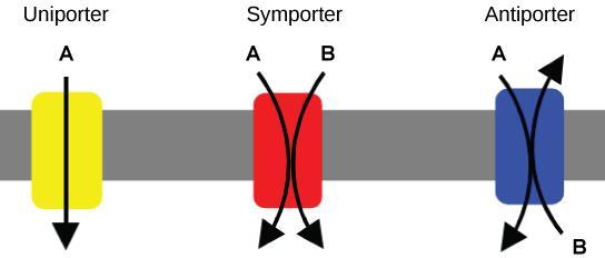 Types of transporters Examples: Na + -K +