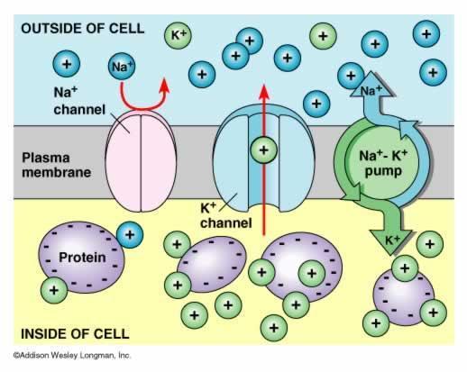 Cell membrane functions 2.