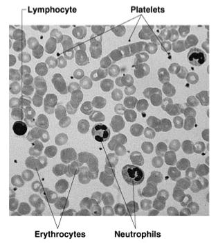 Erythrocytes = red blood cells Leukocytes = white blood cells Platelets = cell fragments Figure 10.2 Table 10.