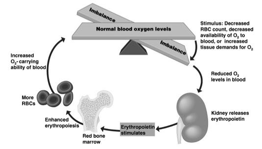 Stoppage of blood flow Result of a break in a blood vessel Hemostasis involves three phases Platelet plug formation Vascular spasms Coagulation Figure 10.