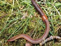 Producers need decomposers. For example, a tree is a producer. A worm is a decomposer. When worms break down dead material, they create nutrients. They add those nutrients to the soil.