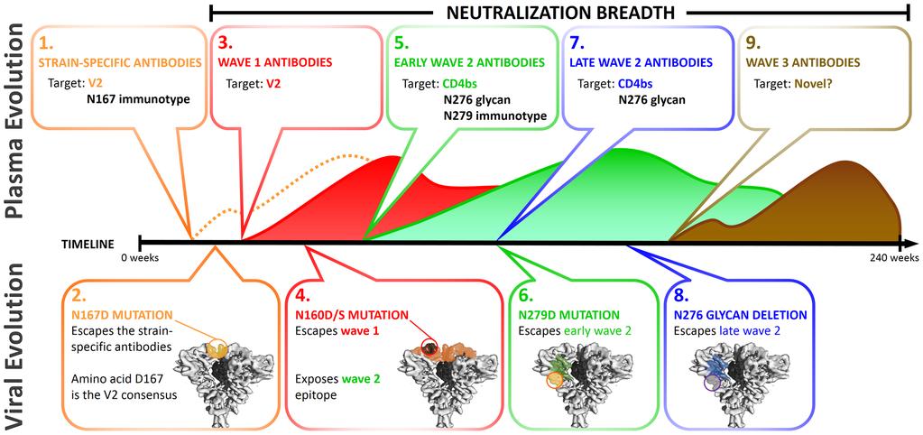 Figure 10. Summary of the role of CAP257 viral evolution in shaping broadly neutralizing antibody responses.