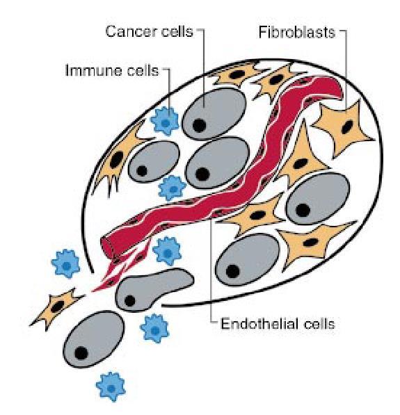 Acquired Capabilities of Cancer 1. Self-Sufficiency in Growth Signals a. Receptors: EGFR-family, IGF1R, MET, FGFR b. Downstream effectors: PI3K, mtor, AKT 2. Insensitivity to Antigrowth Signals 3.