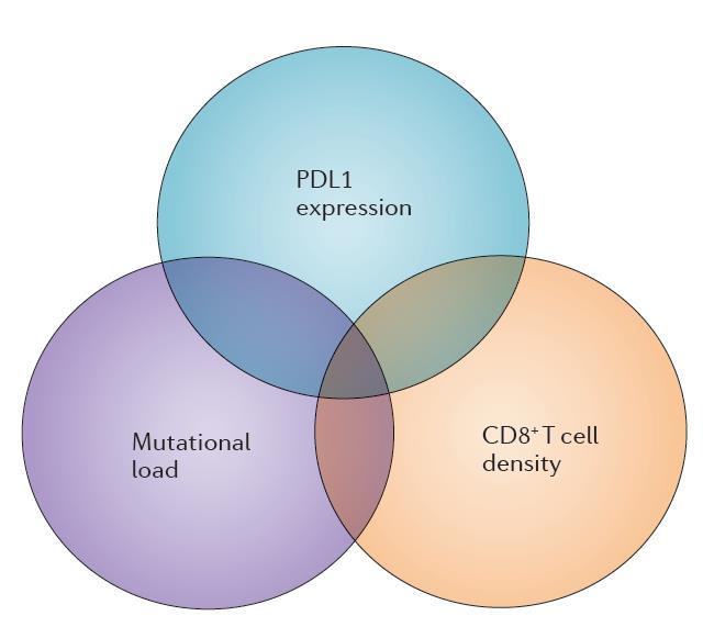 Multifactorial Biomarkers of Clinical Response to PDL-1