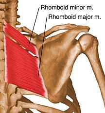 Rhomboid Major Spines of thoracic vertebrae 2-5; Supraspinous ligament Medial border of the below the