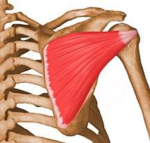 Infraspinatus (rotator cuff) Infraspinous fossa of Middle facet of the greater Lateral