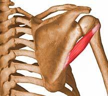 (rotator cuff) Upper 2/3 of the posterior the lateral border of the Lower facet of the
