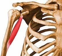 Coracobrachialis Tip of coracoid Middle third of the medial border of Flexor of
