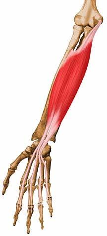 Flexor Digitorum Superficialis (Intermediate grp) Medial through common tendon; medial margin of coronoid ulna; anterior shaft of radius Four tendons split and connect at middle phalanges of four
