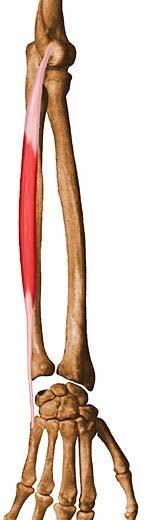 Extensor Carpi Ulnaris Common tendon attached to lateral Dorsal surface of base of 5th bone Extends hand; synergist in