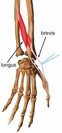 Abductor Pollicis Longus Dorsal shaft or radius, ulna, membrane Dorsal surface of base of first bone Abducts thumb & wrist Extensor Pollicis Brevis Dorsal radius, adjacent part of membrane Base of