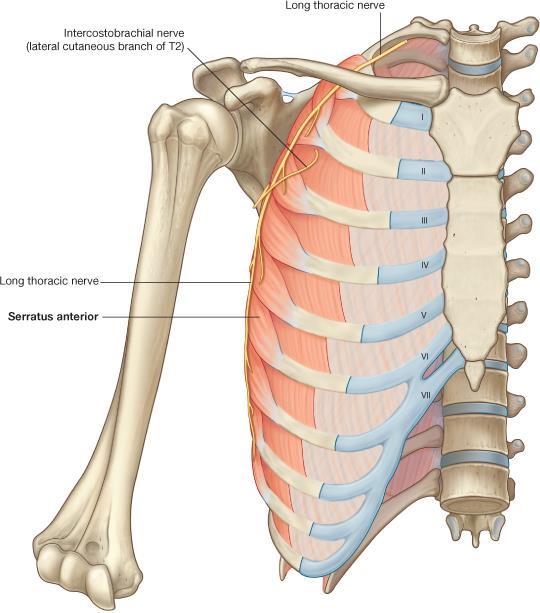 Medial wall Long thoracic nerve Origin: 1-8(9) ribs Long thoracic
