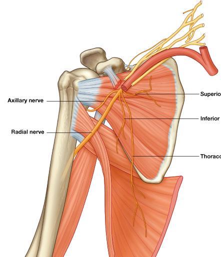Branches of the posterior cord Axillary nerve Radial nerve Subscapularis Superior