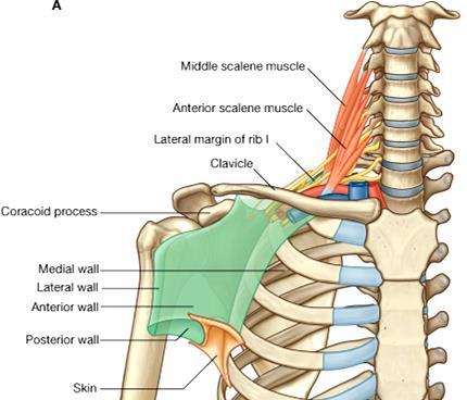 Axillary inlet (apex) Middle scalene muscle Anterior scalene muscle 2.