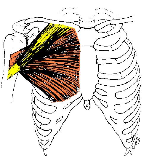 Pectoralis major Sterno-costal head is attached to the