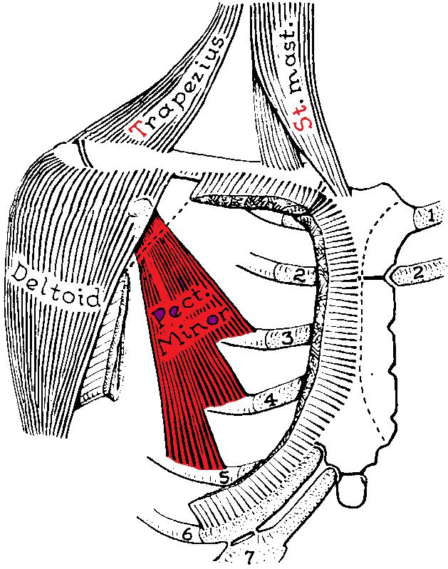 Pectoralis minor This is a small triangular