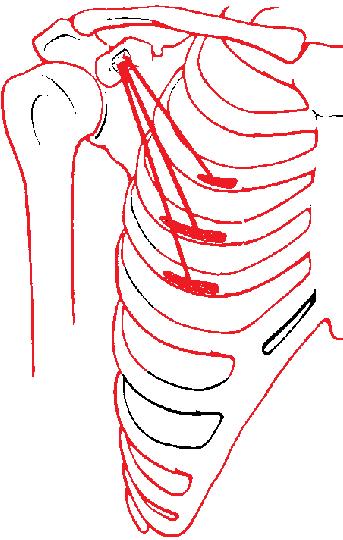 Pectoralis minor 5 4 3 It arises from the 3 rd, 4 th, and 5 th ribs (not