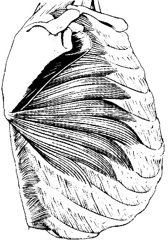 Serratus anterior This muscle was given its name because of the sowtoothed appearance (L.