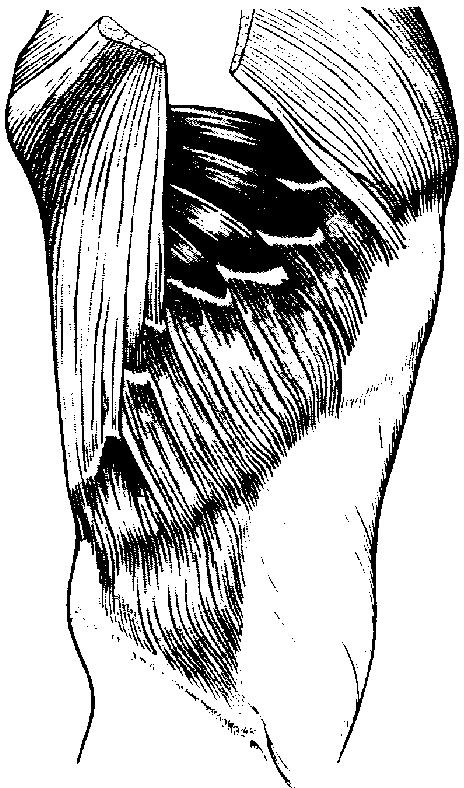 Serratus anterior external oblique Since external oblique muscle arises from the lower eight ribs, then