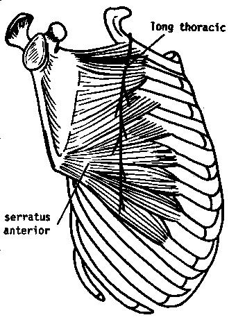 Serratus anterior The muscle is supplied by the