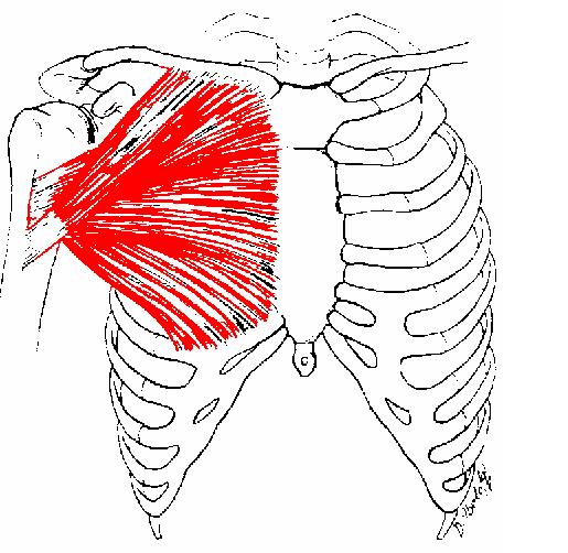 Pectoralis major This is a large, powerful, fan-shaped (triangular)