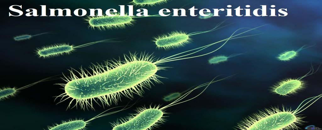 1 Salmonella, Shigella, and Campylobacter Dr. Hala Al Daghistani Salmonella and enteritis Salmonellae are often pathogenic for humans or animals when acquired by the oral route.