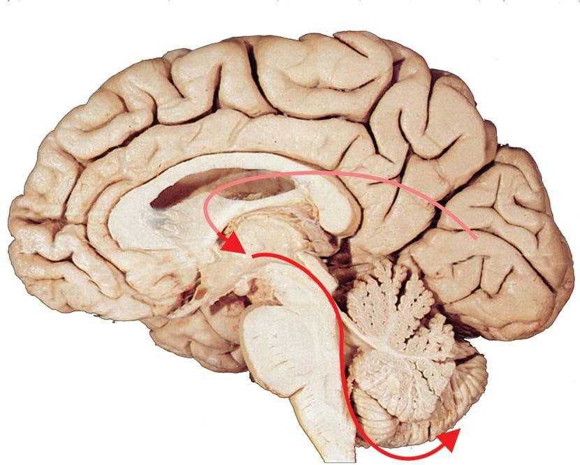 Ventricles to Subarachnoid Space CSF flows from the lateral ventricles towards the IV ventricle in the medulla.