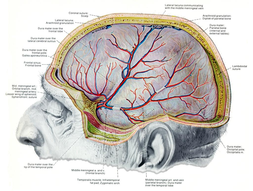 Meningeal Vasculature & Nerves The dura has its own blood and nerve supply.
