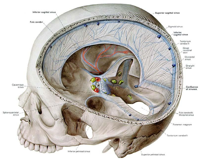 Dural Venous Sinuses Blood veins from the brain drain into the dural venous sinuses.