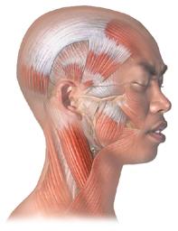 Headaches Tension headaches: result from prolonged contraction
