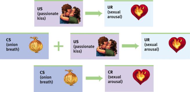 Response, CR) Acquisition Acquisition is the initial stage in classical conditioning in which an association