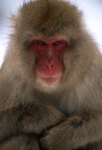 EXAMPLE: Imo was a female Japanese macaque that was the source of new