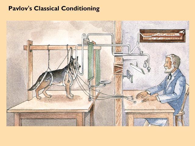 Classical Conditioning Discovered by accident during saliva experiment Observed salivary response occurring before presentation