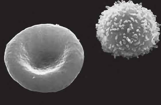 25 The photograph shows two blood cells, X and Y. Y X What are the functions of cells X and Y?
