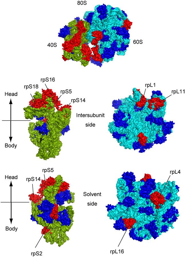 Fig. 5 Location of NatA N α -acetylated ribosomal proteins on the 80S ribosome structure.